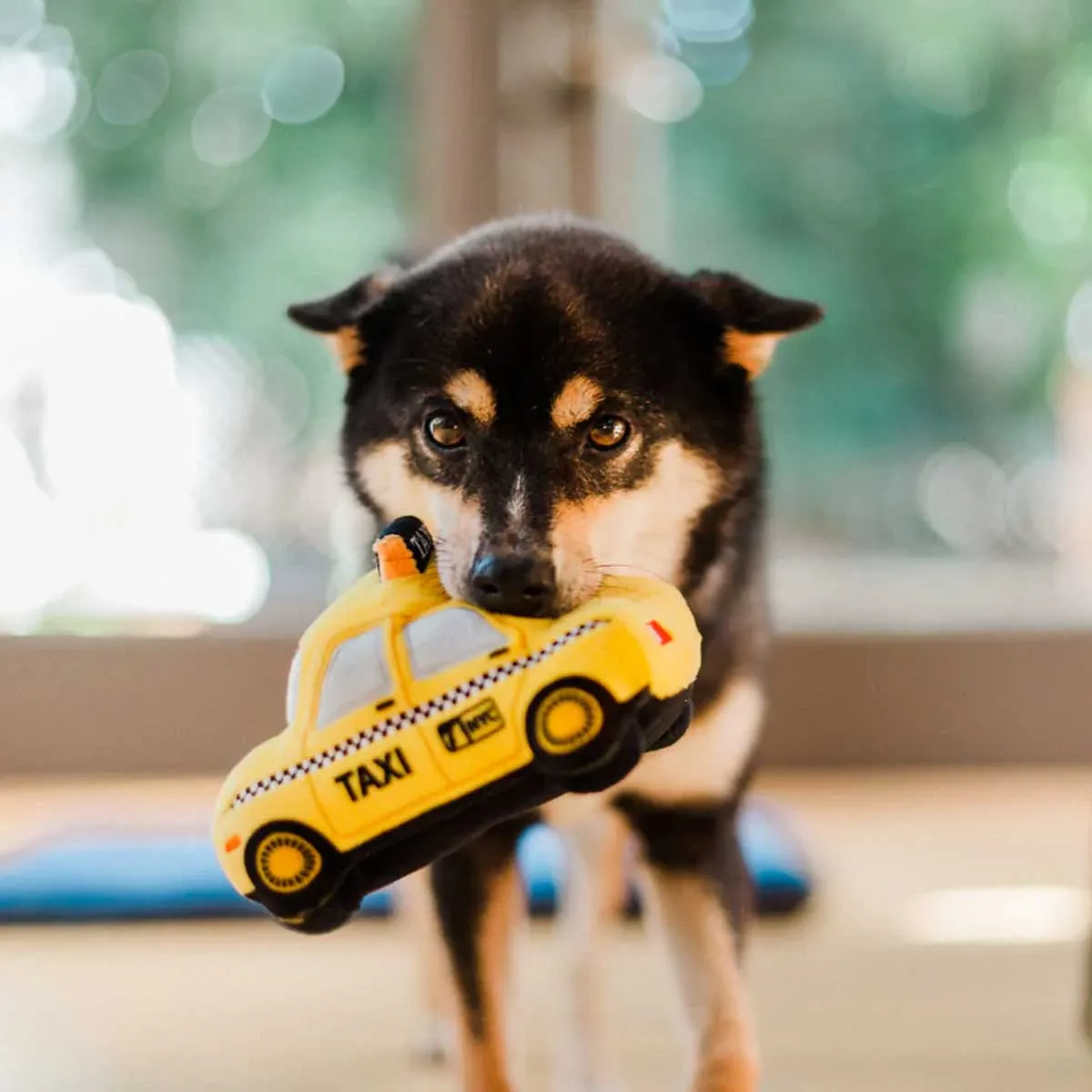 Canine Taxi Plush Dog Toy