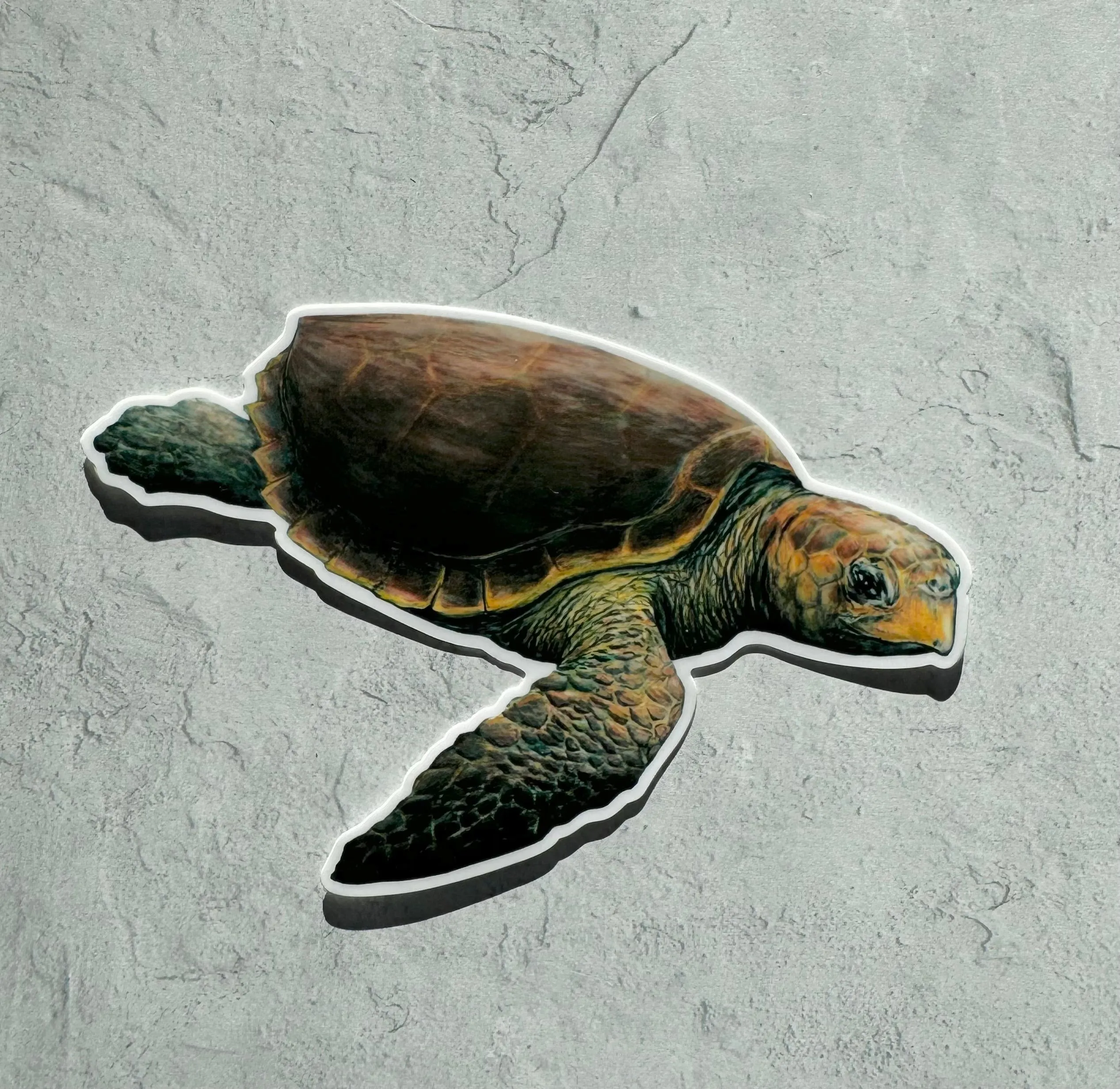 Loggerhead Turtle Sticker